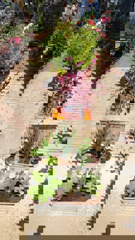 WhatsApp Image 2025-07-08 at 21.43.44 (1)_450x800