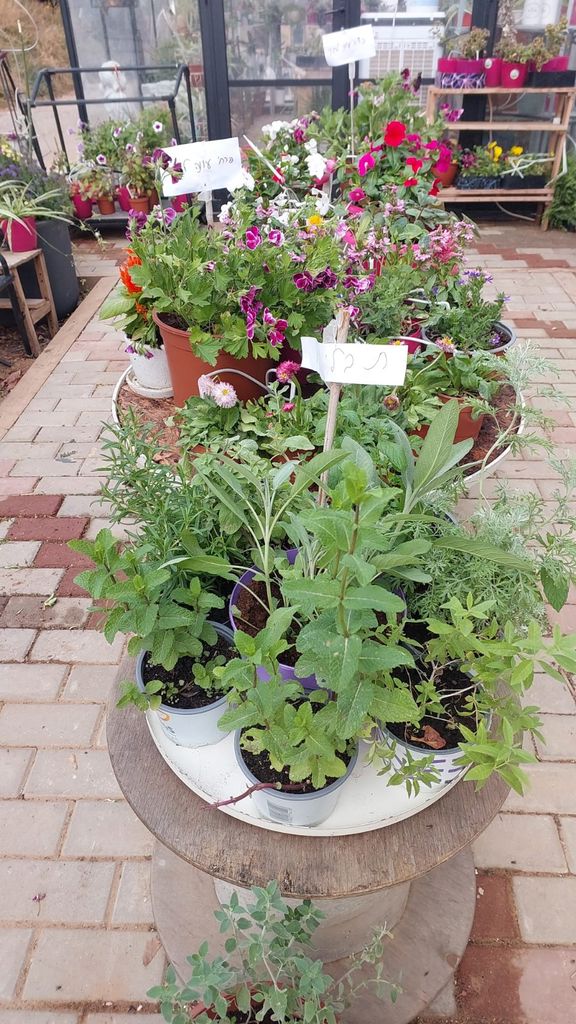 החממה של חזית הבית 11