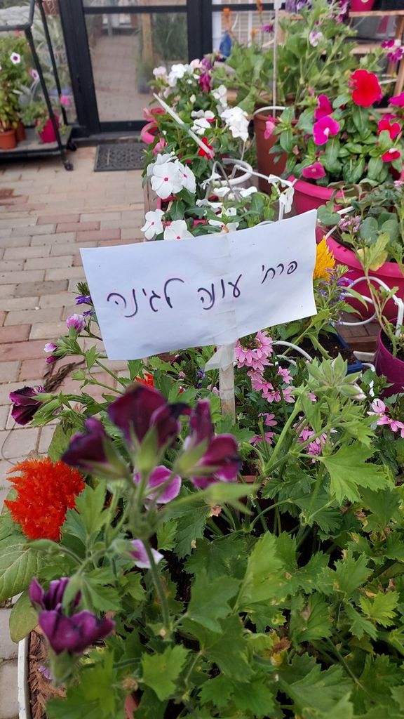 החממה של חזית הבית 12