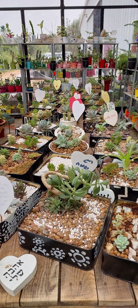 החממה של חזית הבית 13