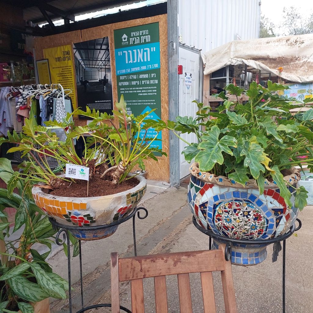 החממה של חזית הבית 18