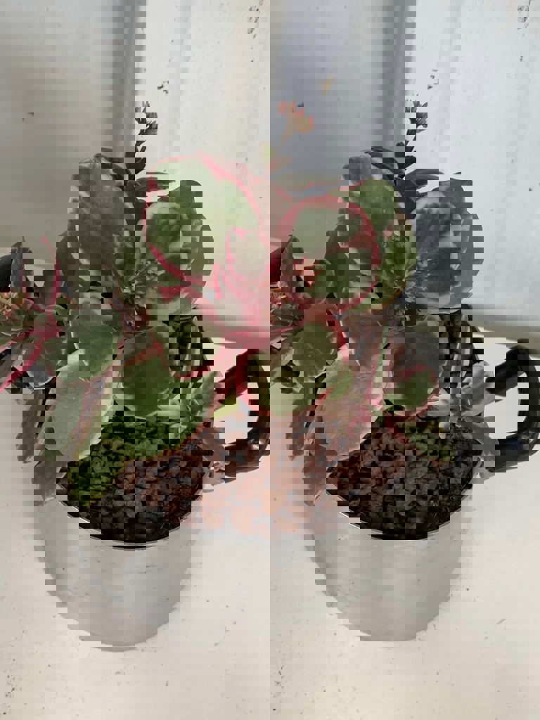 החממה של חזית הבית 19