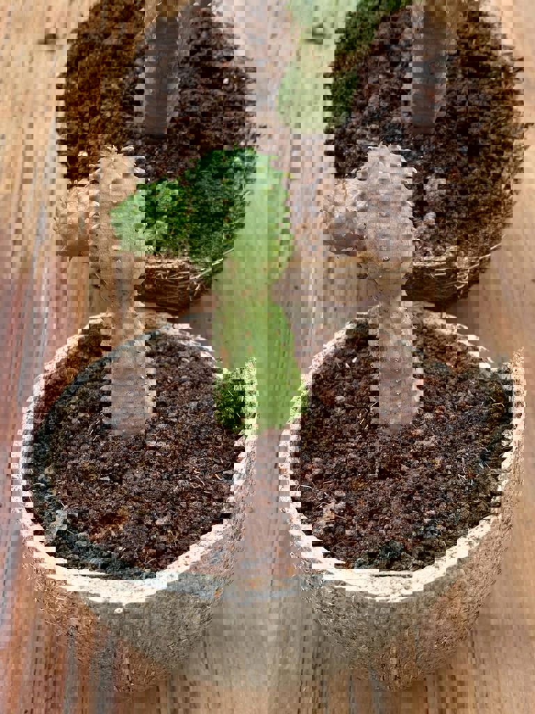 החממה של חזית הבית 20