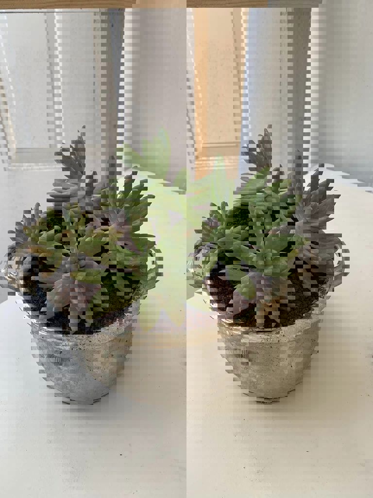 החממה של חזית הבית 21