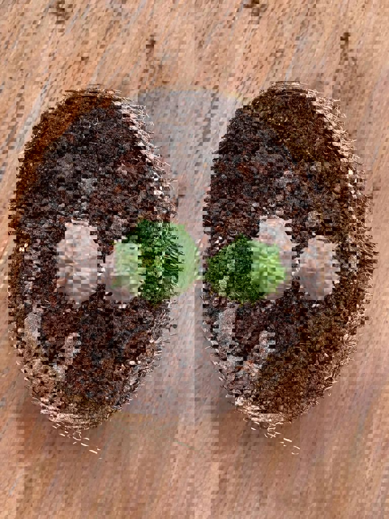 החממה של חזית הבית 23