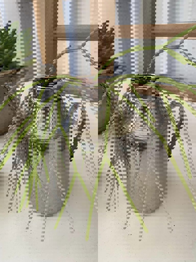 החממה של חזית הבית 24