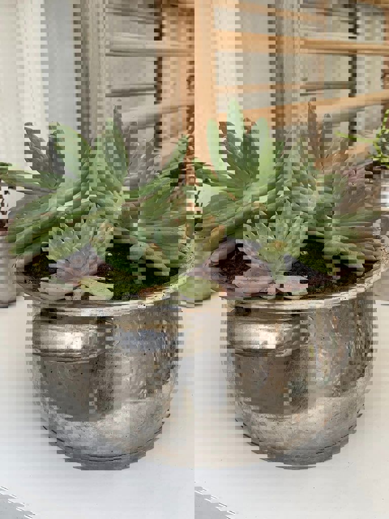 החממה של חזית הבית 26