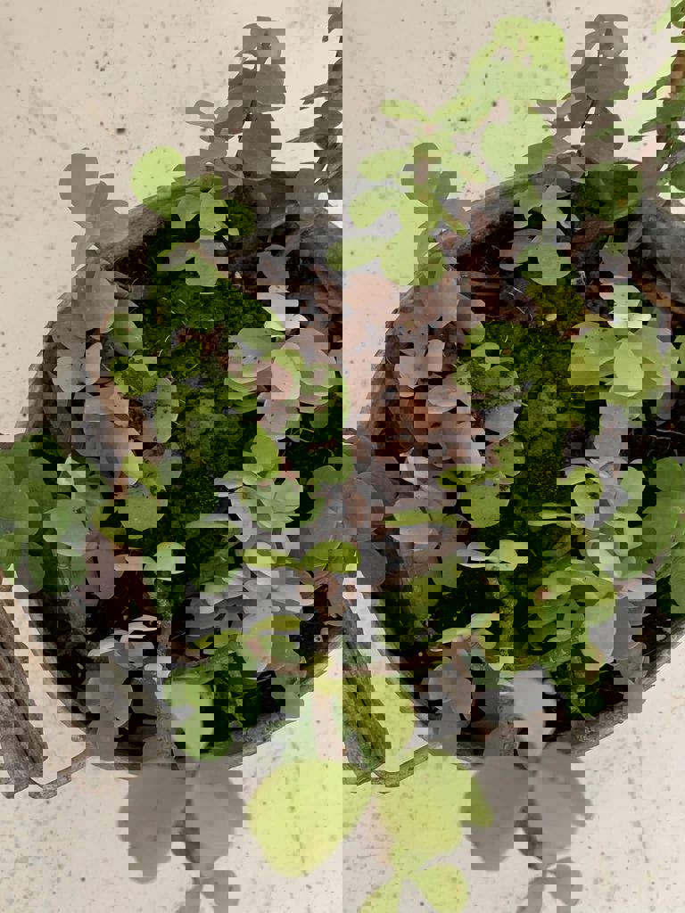 החממה של חזית הבית 27