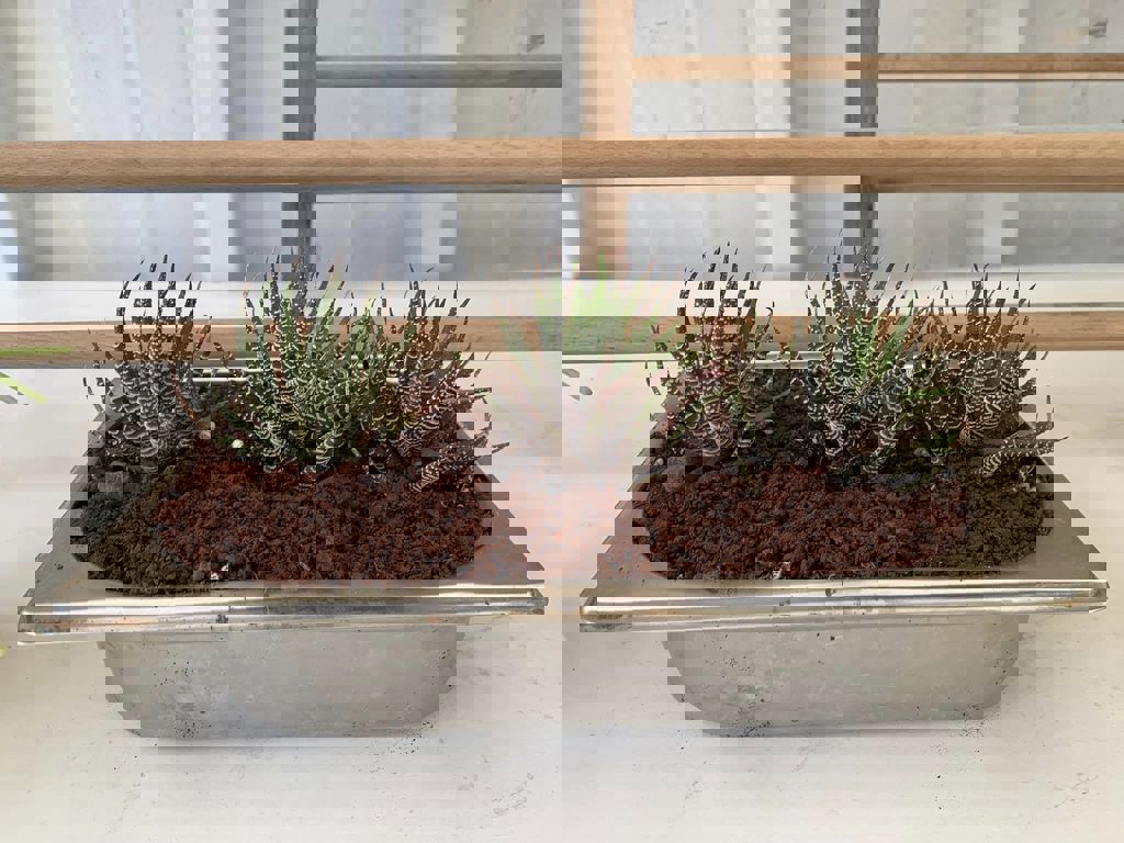 החממה של חזית הבית 28