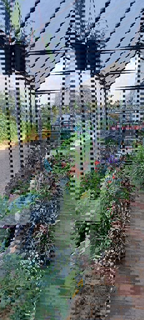 החממה של חזית הבית 29