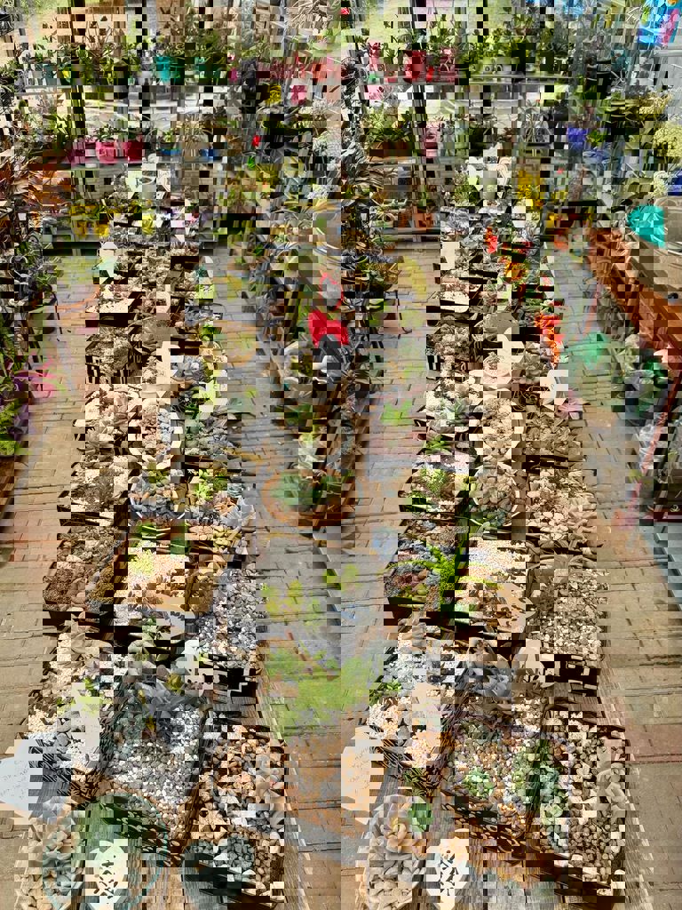 החממה של חזית הבית 33