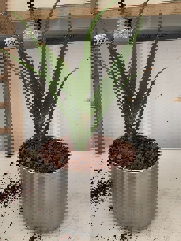 החממה של חזית הבית 6