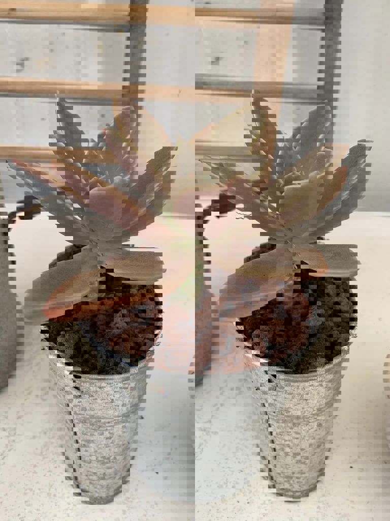 החממה של חזית הבית 7