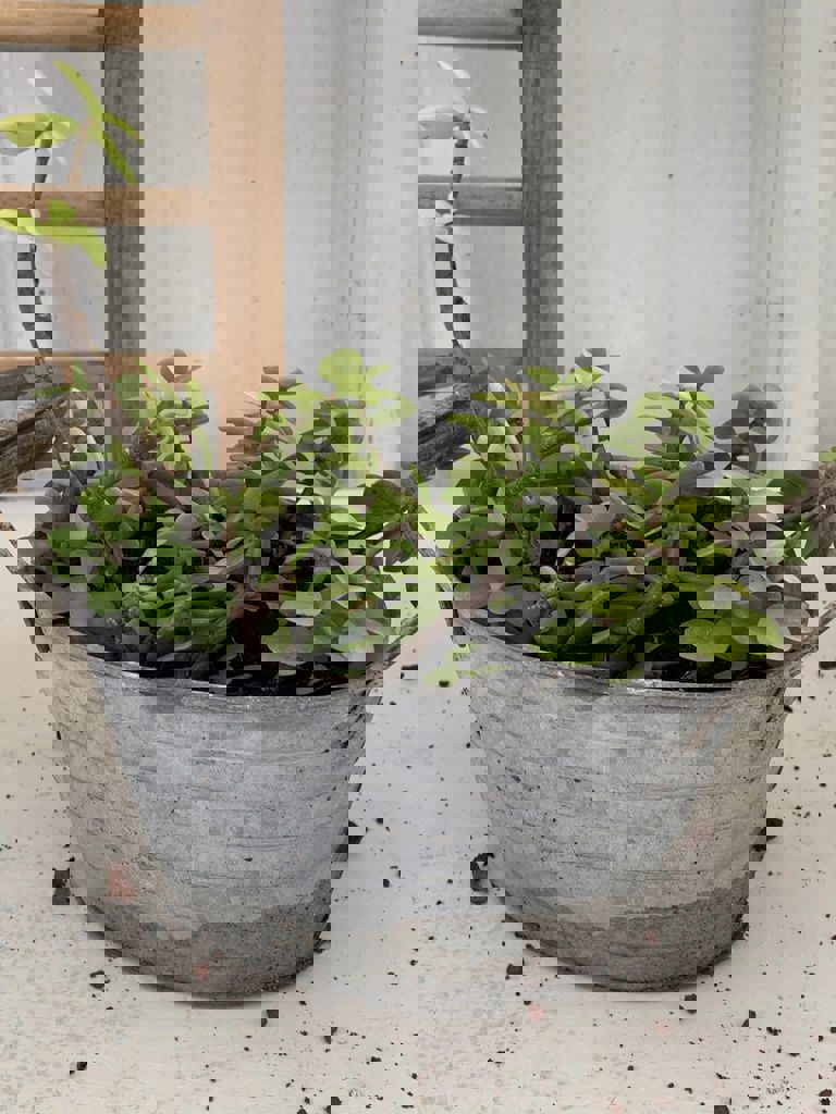 החממה של חזית הבית 8