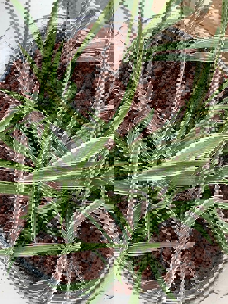 החממה של חזית הבית 9