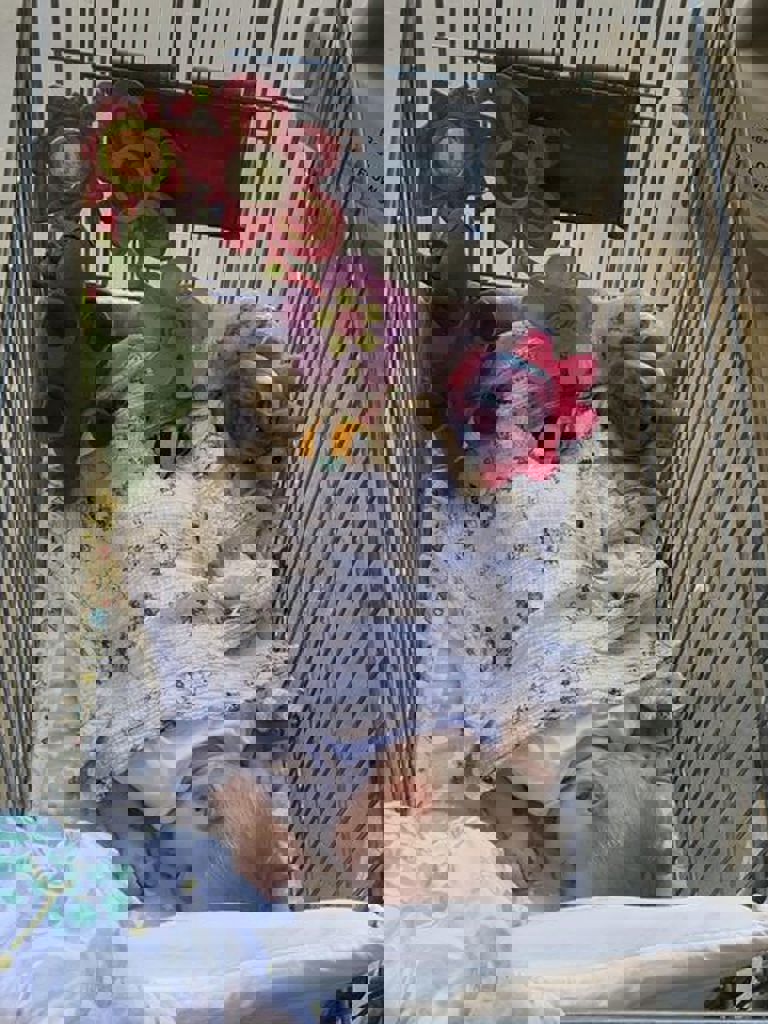 המשפחות של חזית הבית 81