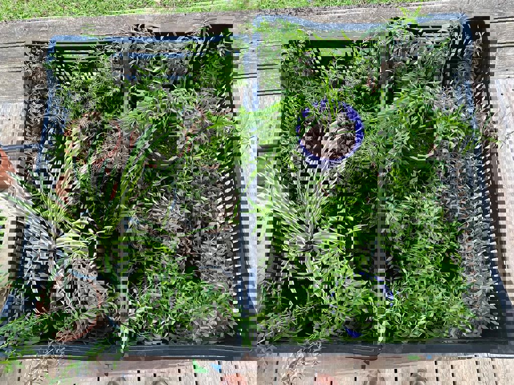 סדנת החממה 12