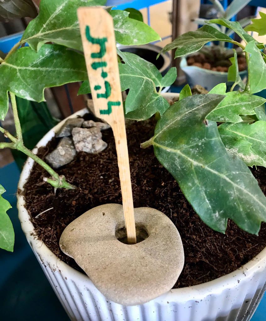 סדנת החממה 8